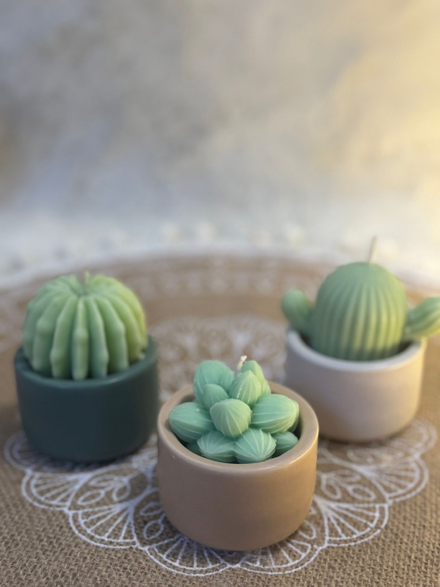 Coffret de 3 bougies "Cactus"